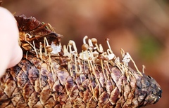 Strobilurus esculentus