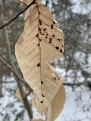 Acalitus ferrugineum