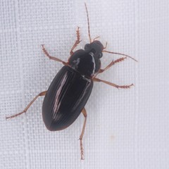 Notiobia