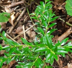 Buxus colchica