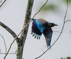 Coracias benghalensis