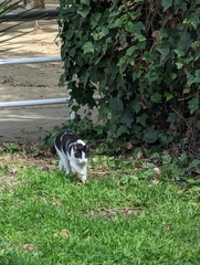 Felis catus