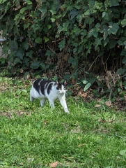 Felis catus