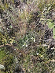 Onosma simplicissima