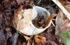 Helix pomatia