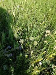 Clematis integrifolia