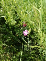Dianthus andrzejowskianus
