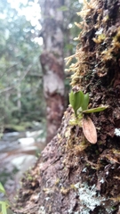 Angraecum urschianum