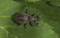 Liophloeus tessulatus