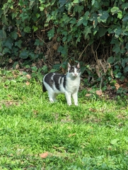 Felis catus