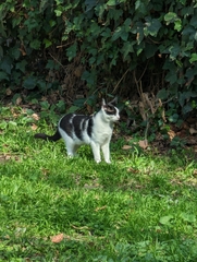 Felis catus