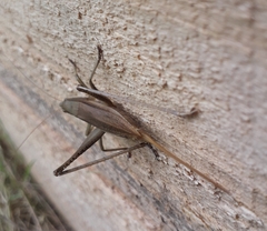 Neoconocephalus brevis