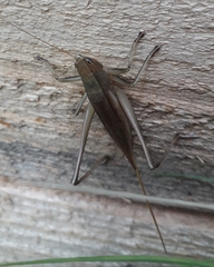 Neoconocephalus brevis