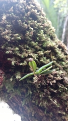 Angraecum urschianum