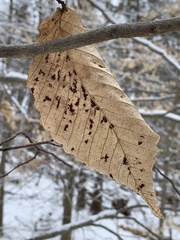 Acalitus ferrugineum