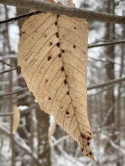 Acalitus ferrugineum