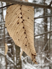 Acalitus ferrugineum