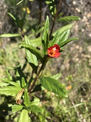 Diplacus parviflorus