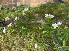 Cuphea hyssopifolia
