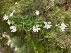 Cuphea hyssopifolia