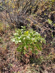 Dictamnus angustifolius