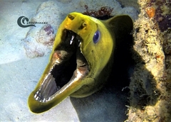 Gymnothorax funebris