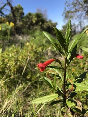 Diplacus parviflorus