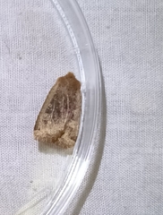 Conistra erythrocephala