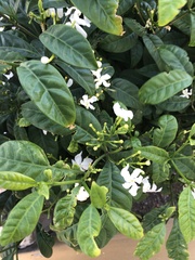 Tabernaemontana divaricata