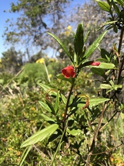 Diplacus parviflorus