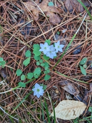 Thalictrum thalictroides