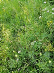 Clematis integrifolia