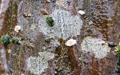 Arthonia radiata