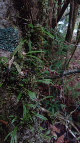 Bulbophyllum boiteaui H.Perrier 4