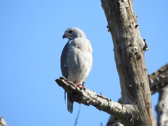 Kaupifalco monogrammicus
