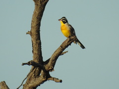 Emberiza flaviventris