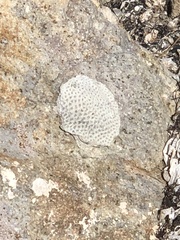 Siderastrea radians