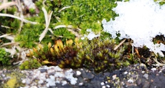 Orthotrichum anomalum