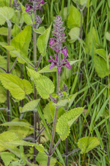 Stachys sylvatica