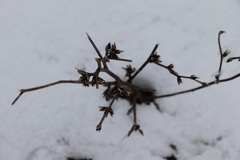 Cichorium intybus