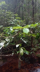 Colea