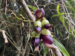 Mucuna macrocarpa