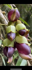 Mucuna macrocarpa