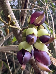 Mucuna macrocarpa
