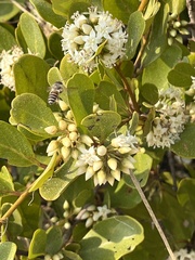 Aegiceras corniculatum