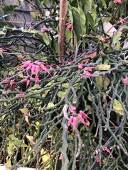 Euphorbia tithymaloides