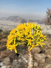 Barkleyanthus salicifolius