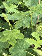 Abelmoschus esculentus