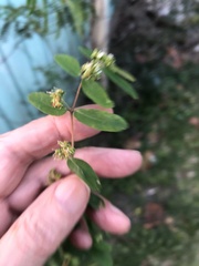Euphorbia hypericifolia