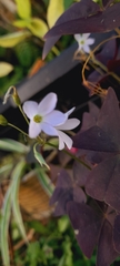 Oxalis triangularis